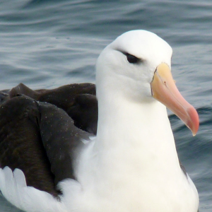 GreatAlbatross